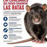 Fumigacion para Ratones y Ratas en La Habana - Img 56775098