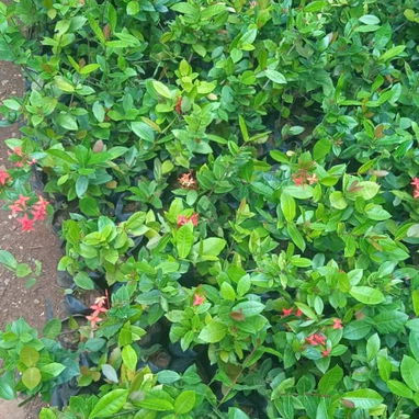 Servicio de jardinería 👩🏼🌾 - Img 124285520