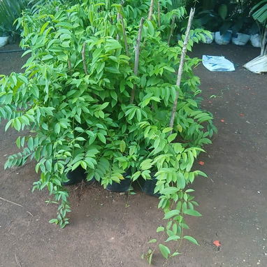 Servicio de jardinería 👩🏼‍🌾 - 2/10