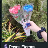 Rosas eternas $1500 cada una hay diferentes colores - Img 58025983