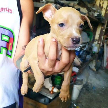 Hermosos perros pitbull ambos sexos... - 5/8