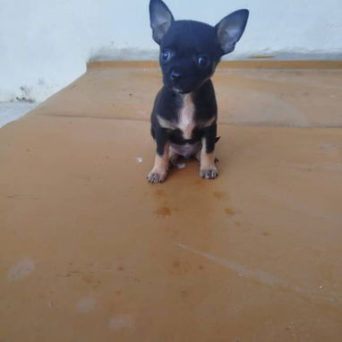 VARIEDAD DE PERROS PURA RAZAS CHIHUAHUAS SALCHICHAS SHITZHU ... - Img 118169483