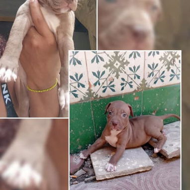 PITBULL,hembras,en 150 USD o equivalente(ACEPTO TRANSFERENCIA)TENGO MENSAJERÍA,tienen 48 días y están desparacitados - Img 123315193