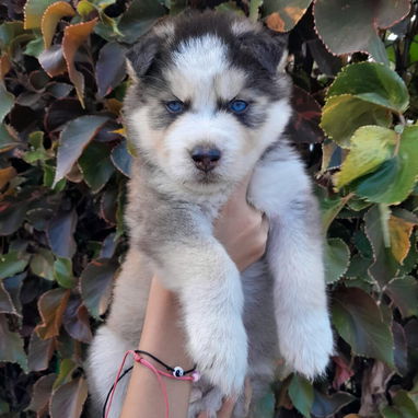 HUSKYS SIBERIANO varon - Img 116311168