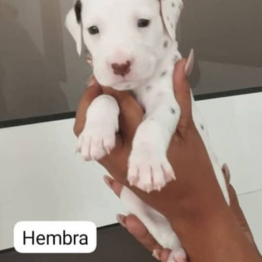 ((( DÁLMATAS AMBOS SEXOS EN VENTA WHATSAPP 58746643 ))) - Img 125683936