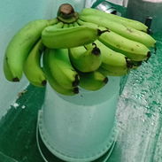 Mano de Plátanos fruta verde . - Img 55784231