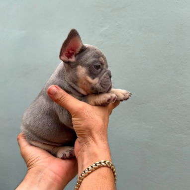 Bulldog francés exóticos - Img 125542465