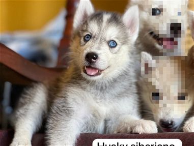 Preciosas cachorras de husky siberiano ojos azules - Img main-image-45749511