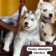Preciosas cachorras de husky siberiano ojos azules - Img 45749511