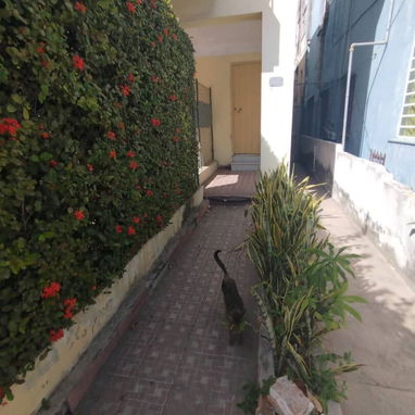 Biplanta en alto en 20 de mayo - Img 117730698