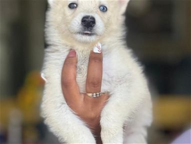 Preciosas cachorras de husky siberiano ojos azules - Img 68240044