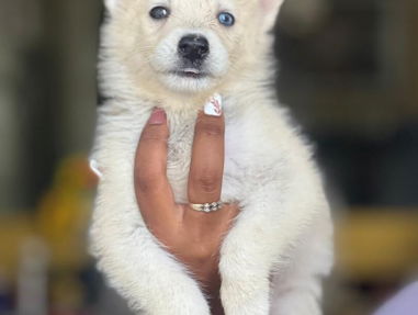 Preciosas cachorras de husky siberiano ojos azules - Img 68240044
