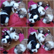 ((( SHIH TZU AMBOS SEXOS PRÓXIMA VENTA EN VENTA BETTY MASCOTAS WHATSAPP 52506841 )))) - Img 49738682