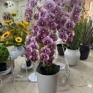 Búcaro Blanco con Orquídeas Grandes - Img 55585618