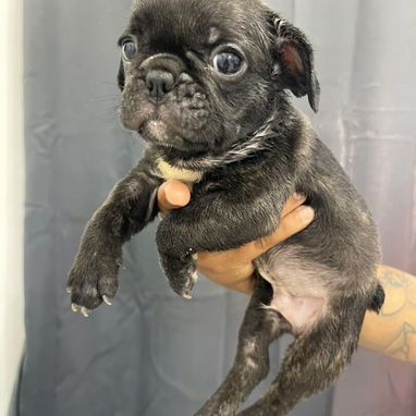 Bulldog Francés - Img 124262883