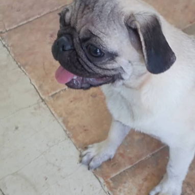 PUG CARLINO,hembra,en 250 USD o equivalente,TENGO MENSAJERÍA,tiene 6 meses,2 VACUNAS PUESTAS y con historia clínica - 5/10