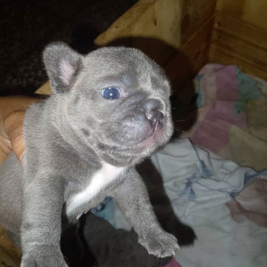 Las razas de tu preferencia Chihuahua , Shitz,labrador , Husky, Salchicha , pitbull,53818081 - 3/7