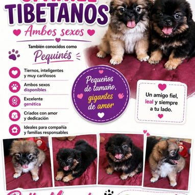 🐾 CACHORRITOS DISPONIBLES BETTY MASCOTAS WHATSAPP 52506841 🐾 - 3/9