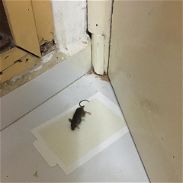 Trampas de ratón/ cinta atrapa moscas/ atrapa ratones - Img 43399459