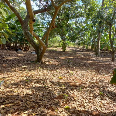 PARCELA EN VENTA: ¡APROVECHA AHORA! - Img 121245489