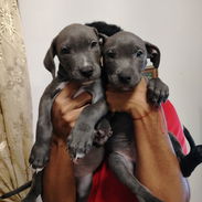 Cachorros de Pitbull Azul legítimos - Img 57078714