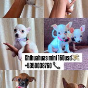 chihuahua mini ambos sexos - Img 57704501