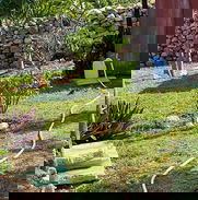 Urgente paraje campesina trabajar en finca - Img 48987294