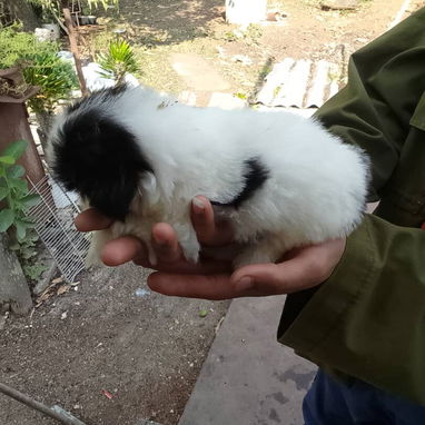TENEMOS TODO TIPO DE PERROS PURA RAZAS DISPONIBLES - 4/10