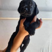 Hermosos cachorros labrador retriever 🐾 - Img 56320691