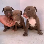 Todo lo que buscas está aquí pitbull, Chihuahua, shitzu, bulldog francés, Salchicha 53818081 - Img 55561749