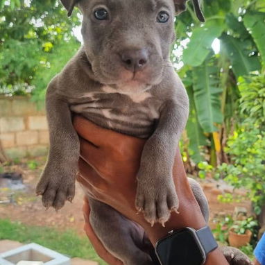 PITBULL AZUL,ambos sexos,en 200 USD o equivalente,TENGO MENSAJERÍA,tienen 65 días y están desparacitados - Img 125308968