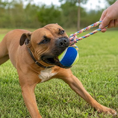 Cuerda con nudos y pelota para perros - 2/2