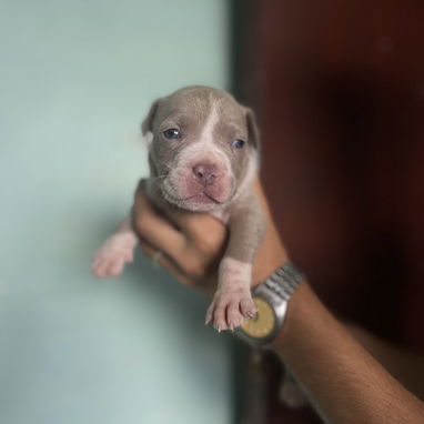 Pitbull - Img 124002396