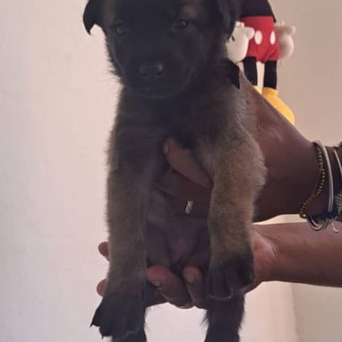 PASTOR MALINOIS,ambos sexos,en 150 USD o equivalente(ACEPTO TRANSFERENCIA)TENGO MENSAJERÍA,de 35 días y desparacitados - Img 123314147