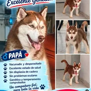 🐾 HERMOSO HUSKY SIBERIANO MACHO BETTY MASCOTAS WHATSAPP 52506841 🐾 - Img 57387215