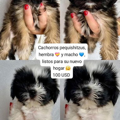 Cachorros pequishitzus listos para su nuevo hogar, desparacitados y comiendo solitos - 2/2