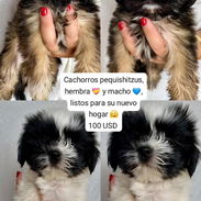 Pequishitzus listos para su nuevo hogar, desparacitados y comiendo solitos - Img 57191265
