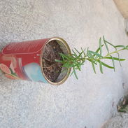 Postura de planta de Romero - Img 56373684