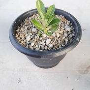Vendo adenium. - Img 55368626