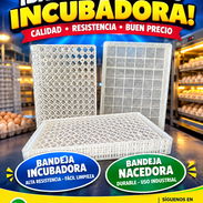 Bandejas incubadoras - Img 57507693
