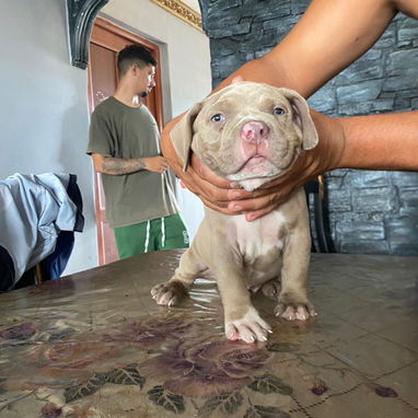 AMÉRICAN BULLY XL,ambos sexos,en 700 USD o equivalente,TENGO MENSAJERÍA,tienen 65 días y están desparacitados. - Img 122576561