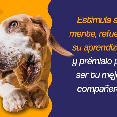 Chapetes Pet: un premio para perros - 2/2