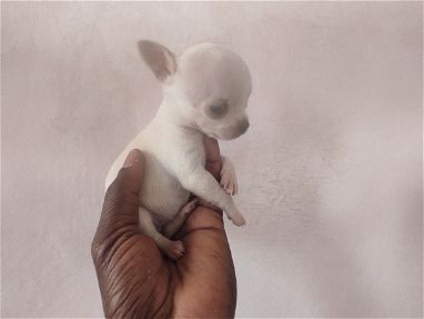 Chihuahua mini en venta llamar al 53818081 - Img main-image