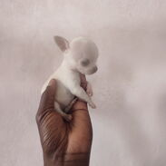 Hermosa Chihuahua mini en venta 53818081 - Img 45577226