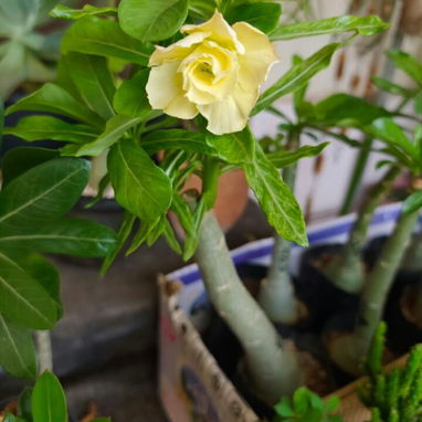 Adeniums, tu rosa del desierto en casa 🏡 - 6/10