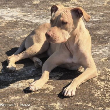 Cachorros de pitbull - Img 123606425