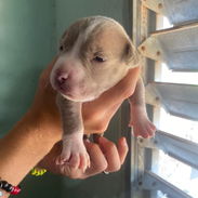 Pitbull - Img 55847198