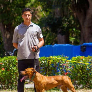 Adiestramiento canino - Img 118693934