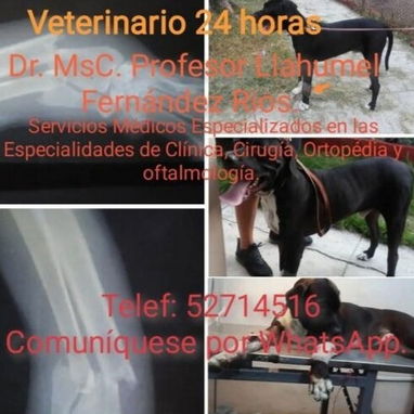 Veterinario - Img 126783822