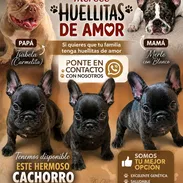 En venta un Buldog francés brindel - Img 56257048